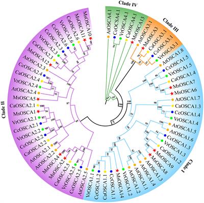 Genome-wide investigation and expression analysis of OSCA gene family in response to abiotic stress in alfalfa